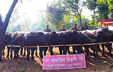 মেঘালয় থেকে চোরাচালানের মাধ্যমে আসা মহিষের চালানসহ পৌনে ৩ কোটির টাকার মালামাল জব্দ
