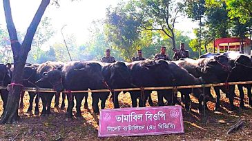 মেঘালয় থেকে চোরাচালানের মাধ্যমে আসা মহিষের চালানসহ পৌনে ৩ কোটির টাকার মালামাল জব্দ