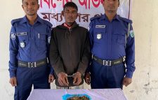 মধ্যনগরে গাঁজা কারবারি গ্রেফতার
