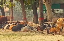 সুনামগঞ্জের মধ্যনগরে ভারতীয় ৪০ গরু জব্দ, আটক ৪ চোরাকারবারি