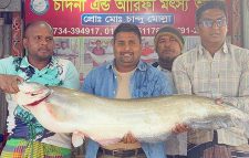 রাজবাড়ীতে অর্ধলাখ টাকায় বিক্রি হলো একটি বোয়াল মাছ