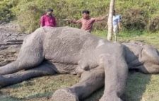 বাঁশখালীতে এলাকাবাসির সহায়তায় মৃত্যুর কুপ থেকে ফিরে এলো বন্যহাতি