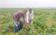 সিলেটের ছাতকে শসা চাষে কৃষকরা স্বাবলম্বী