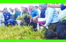 ধানের উৎপাদন ভালো হয়েছে-স্বরাষ্ট্র উপদেষ্টা