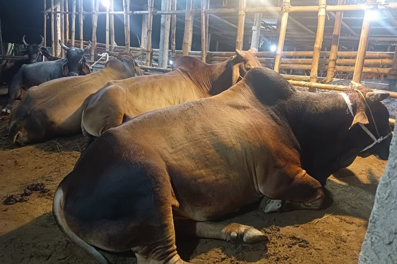 মেঘালয়ে কারফিউ, তবুও জৈন্তাপুর উপজেলায় থেমে নেই ভারতীয় চোরাচালান