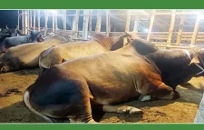 জৈন্তাপুর উপজেলায় থেমে নেই ভারতীয় চোরাচালান