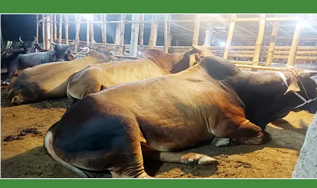 জৈন্তাপুর উপজেলায় থেমে নেই ভারতীয় চোরাচালান