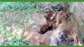 কবরস্থান থেকে পাঁচটি কবর খুঁড়ে কঙ্কাল চুরির