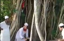 কাটা হলো শতবর্ষী বটগাছ