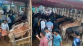 মহানগরে জমজমাট হয়ে উঠেছে পশুর হাট
