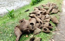 গুয়াটন গ্রামে তালগাছ কেটে শতাধিক বাবুইছানা হত্যা: প্রধান আসামি মোবারেক গ্রেপ্তার