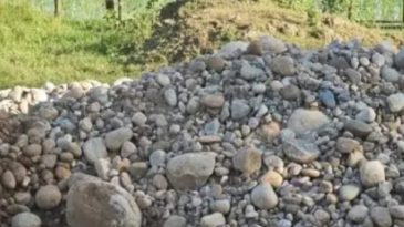 সিলেটে ধান ক্ষেতে সাদা পাথর