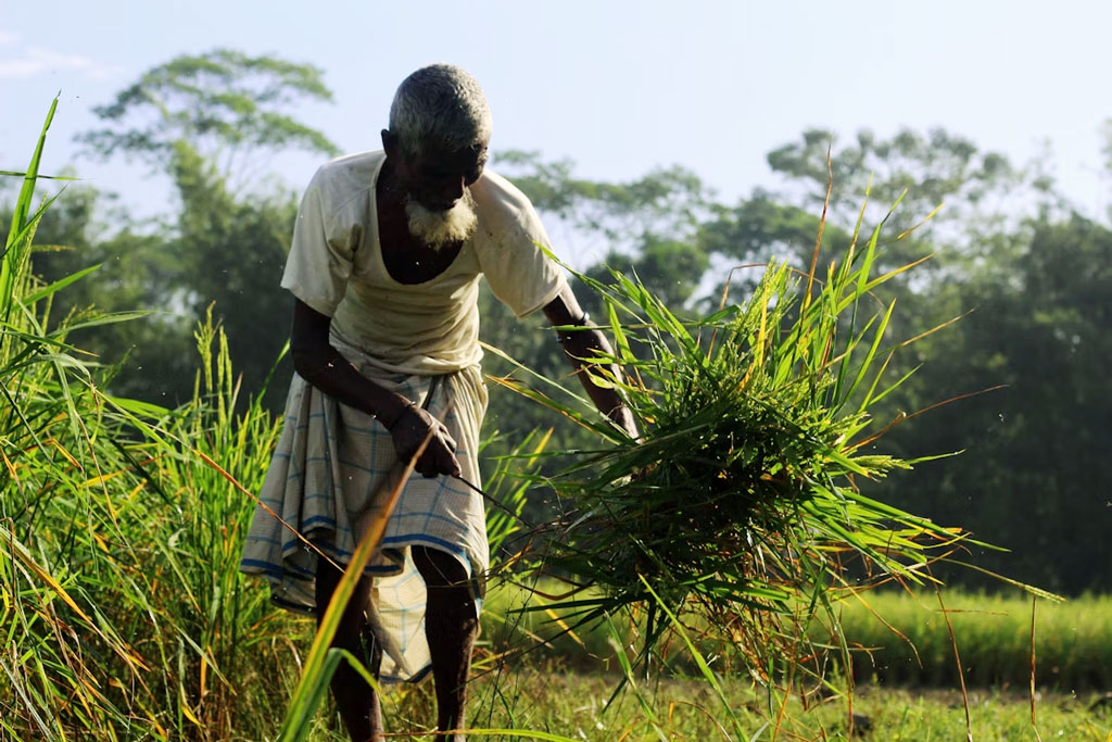কৃষকের আত্মহত্যা নিয়ে এনসিপির উদ্বেগ, সংকট নিরসনে চার দফা দাবি