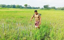 গাংনীতে আমন ধানে মাজরা পোকা ও গোড়া পচা রোগে দিশেহারা কৃষক