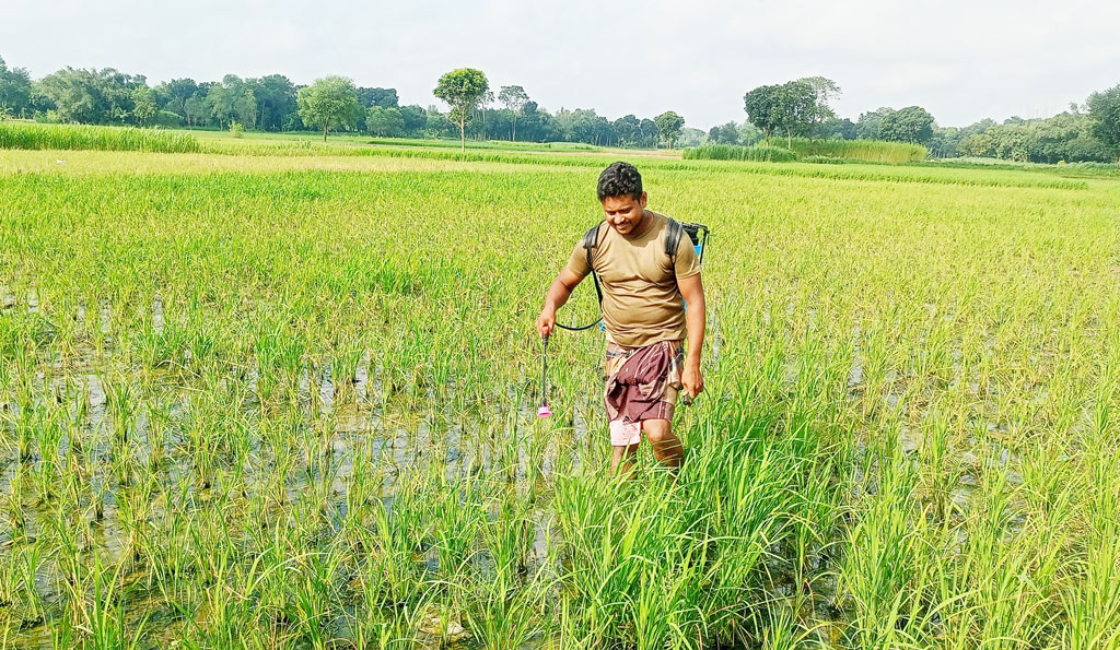 গাংনীতে আমন ধানে মাজরা পোকা ও গোড়া পচা রোগে দিশেহারা কৃষক
