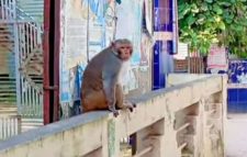 রাজশাহীর বাঘায় দলছুট রেসাস বানরের দেখা