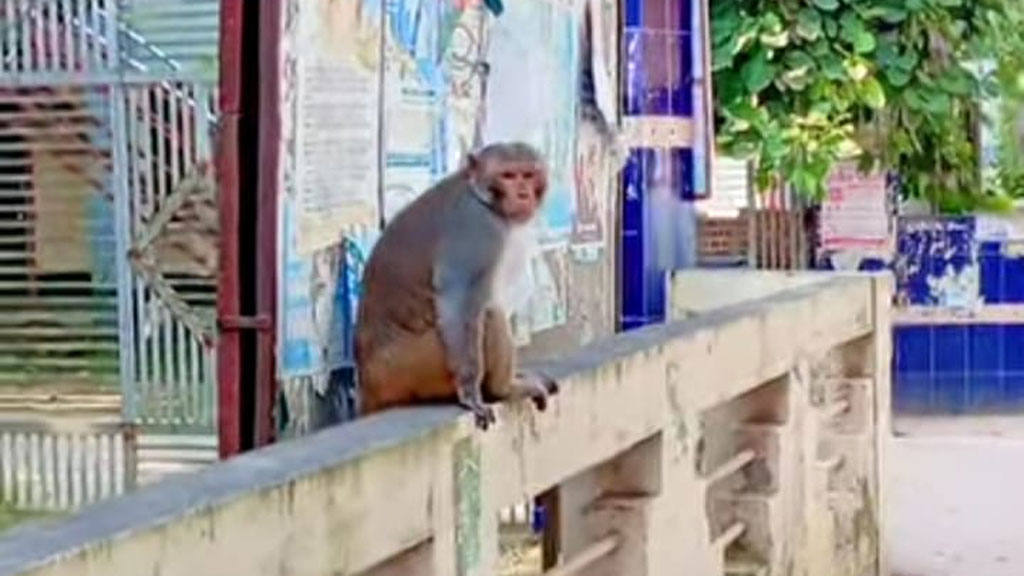 রাজশাহীর বাঘায় দলছুট রেসাস বানরের দেখা