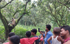 রাজশাহীর দুর্গাপুরে ~১০ দিন ধরে ছুটে বেড়াচ্ছে দলছুট হনুমান, মানুষের ভিড় ও অত্যাচারে অনিশ্চয়তা