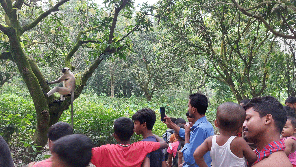 রাজশাহীর দুর্গাপুরে ~১০ দিন ধরে ছুটে বেড়াচ্ছে দলছুট হনুমান, মানুষের ভিড় ও অত্যাচারে অনিশ্চয়তা
