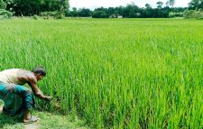 মৌলভীবাজারে দেশি ধানের চাষ কমছে, উফশী ও হাইব্রিড ধানে আগ্রহ বাড়ছে