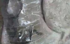 শাহরাস্তিতে একটি বাড়ি থেকে ১২টি বিষধর গোখরা সাপ উদ্ধার