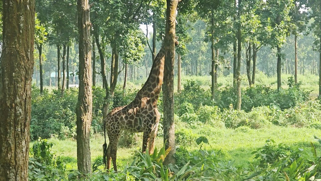 গাজীপুর সাফারি পার্ক এখন জিরাফশূন্য