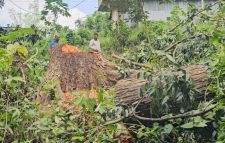 বান্দরবানে সওজের জমি থেকে ৩৫ লাখ টাকার গাছ কাটা, তদন্তের নির্দেশ