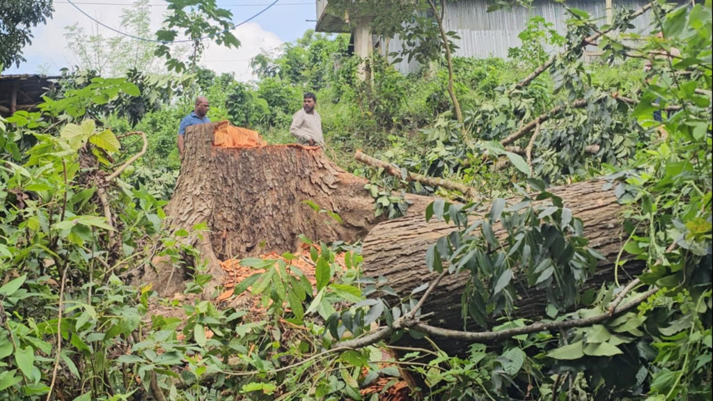 বান্দরবানে সওজের জমি থেকে ৩৫ লাখ টাকার গাছ কাটা, তদন্তের নির্দেশ