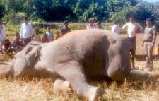 উখিয়ায় লোকালয়ে বন্য হাতির মৃত্যু