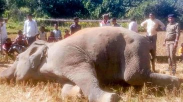 উখিয়ায় লোকালয়ে বন্য হাতির মৃত্যু