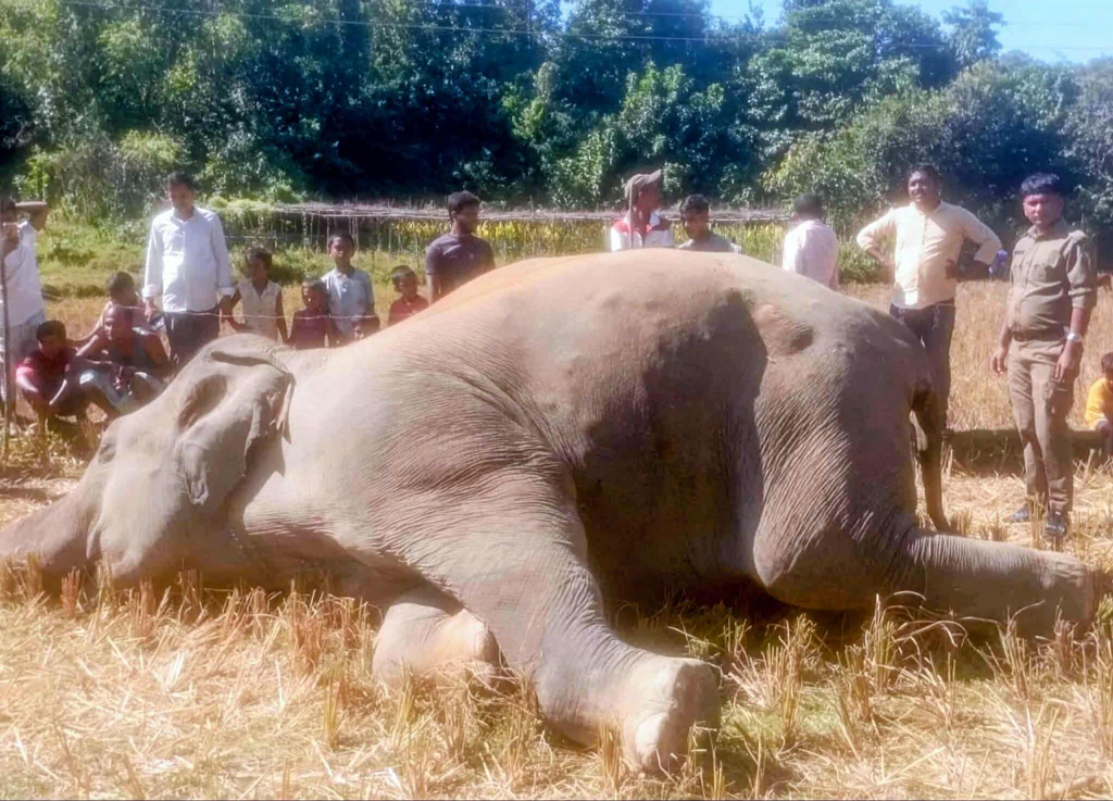 উখিয়ায় লোকালয়ে বন্য হাতির মৃত্যু