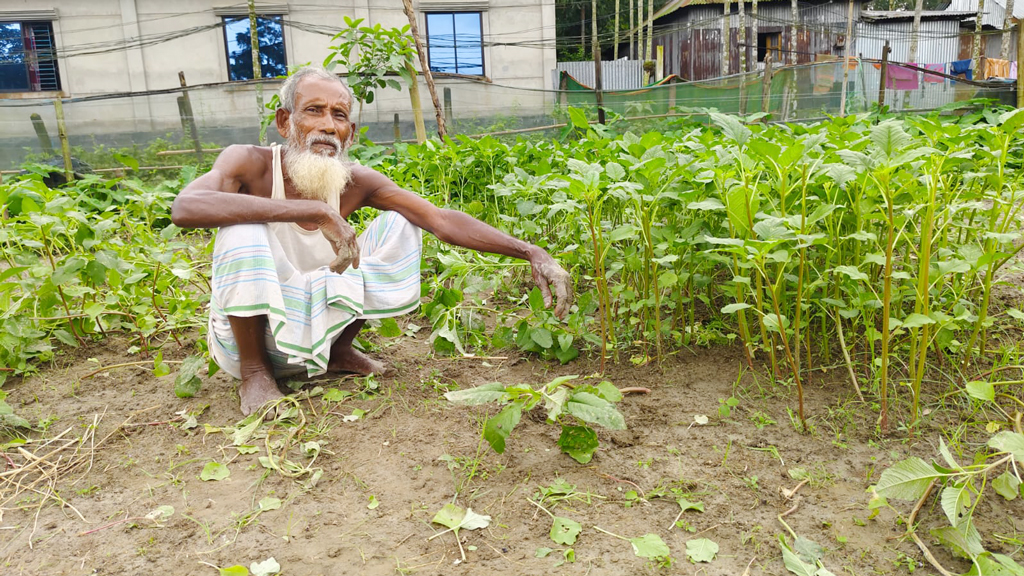 ময়মনসিংহে অসময়ে বৃষ্টিতে ফসলের ক্ষতি, দুশ্চিন্তায় কৃষক