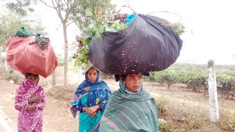 হাড়কাঁপানো শীতে কাবু মৌলভীবাজার, চা-শ্রমিকদের দুর্ভোগ চরমে