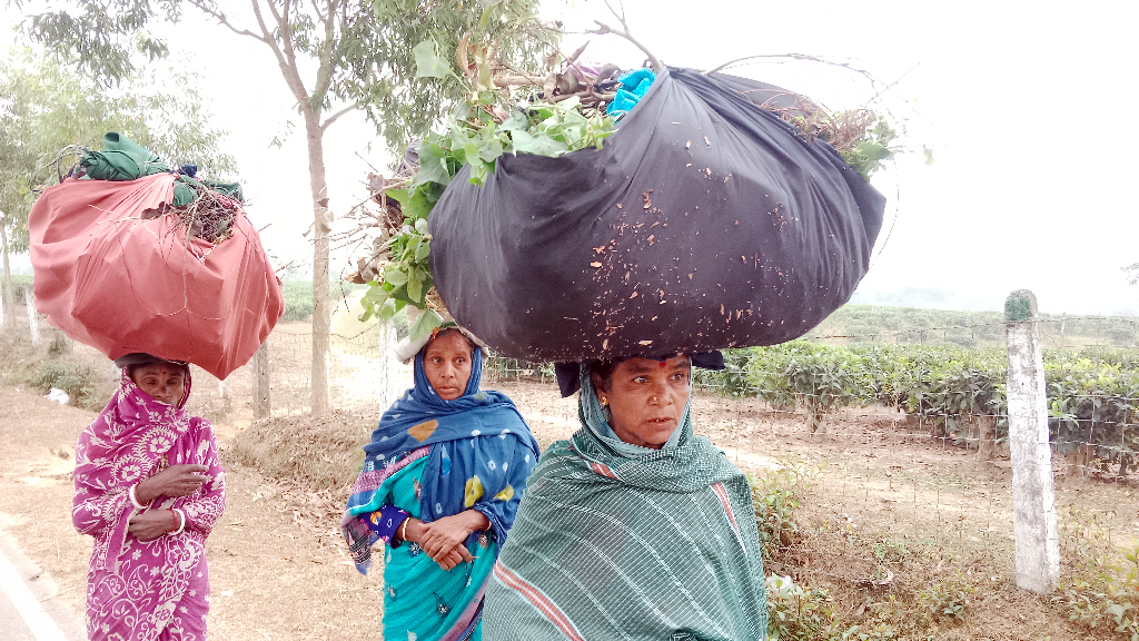 হাড়কাঁপানো শীতে কাবু মৌলভীবাজার, চা-শ্রমিকদের দুর্ভোগ চরমে