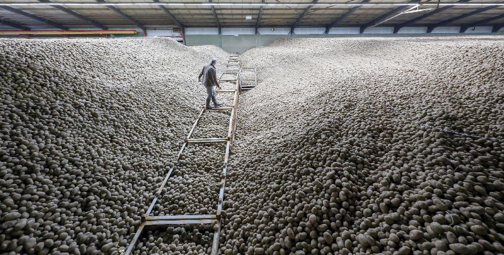 বার্লিনে ‘আলুর বন্যা’: ২৫ বছরের রেকর্ড ফলনে ফ্রিতে আলু পাচ্ছে সবাই