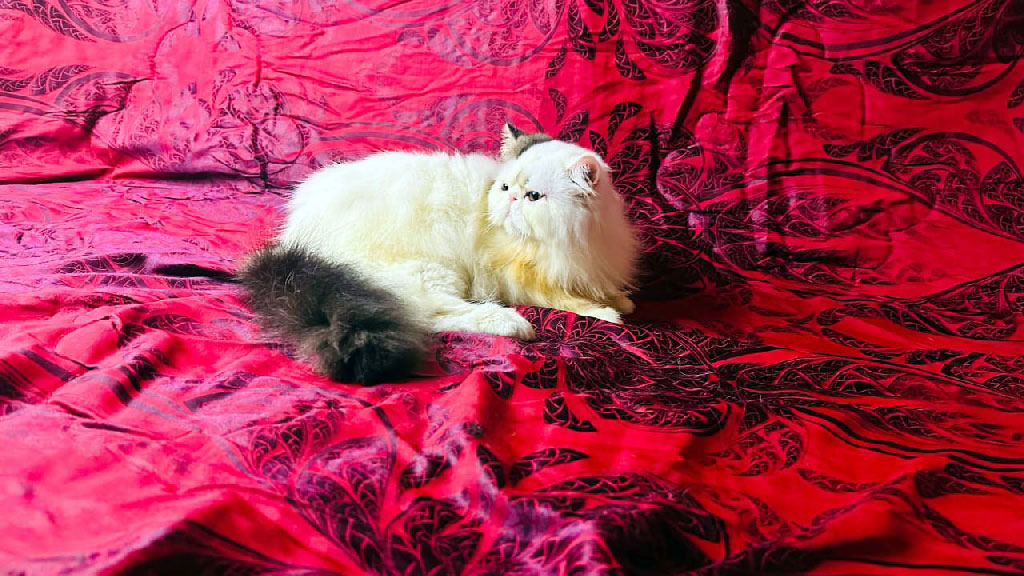 অনলাইনে ৬২ হাজারে বিড়াল কিনে প্রতারিত গৃহবধূ: বিক্রেতাকে আইনি নোটিশ