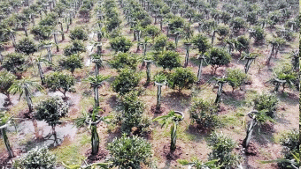 জিডিপিতে কৃষি খাতের অবদান ১০.৯৪ শতাংশ: ফল ও সবজি উৎপাদনে বড় সাফল্য