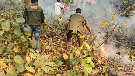 আগুনের গ্রাসে ভাওয়ালের বন ও দোহাজারীর পাহাড়: হুমকির মুখে জীববৈচিত্র্য