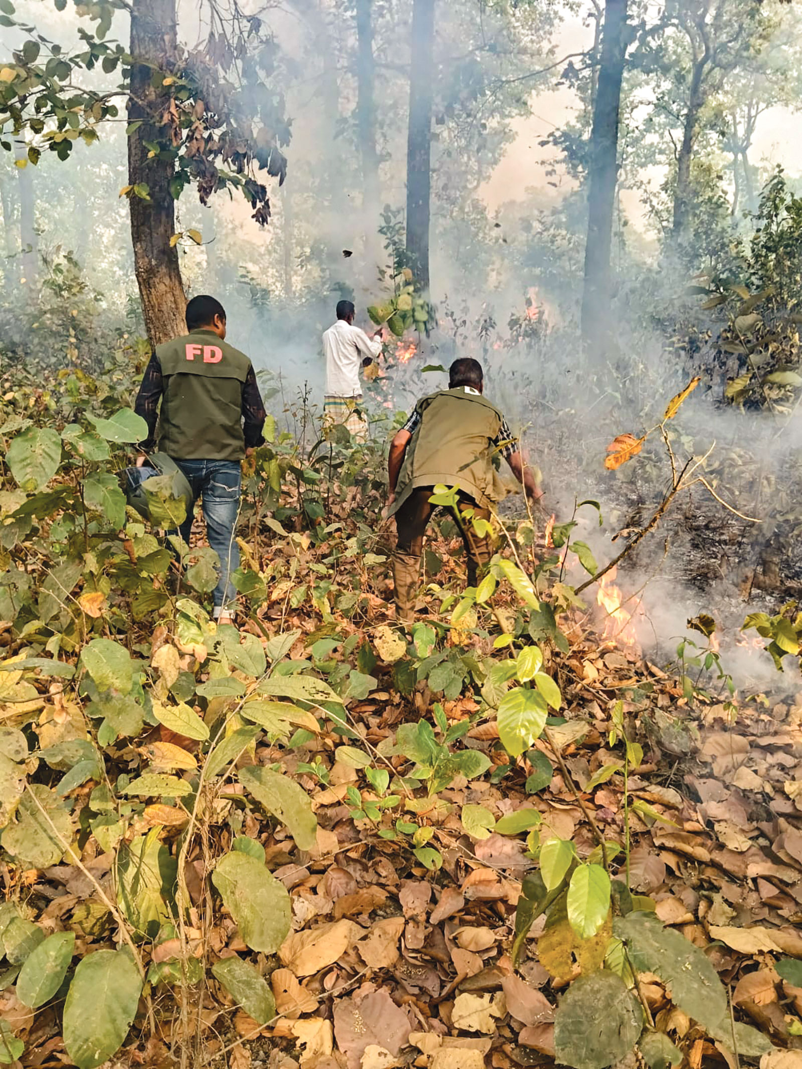 আগুনের গ্রাসে ভাওয়ালের বন ও দোহাজারীর পাহাড়: হুমকির মুখে জীববৈচিত্র্য