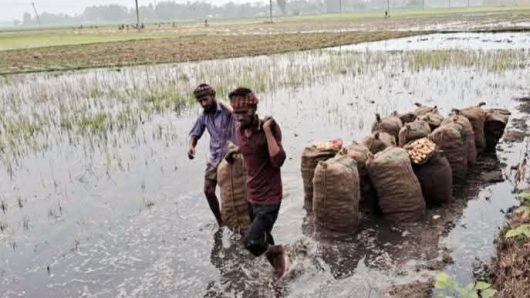 গাইবান্ধায় ভারী বৃষ্টিতে ডুবল আলুর খেত: দিশেহারা হাজারো কৃষক