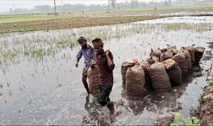 গাইবান্ধায় ভারী বৃষ্টিতে ডুবল আলুর খেত: দিশেহারা হাজারো কৃষক