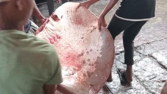 নোয়াখালীতে ৩ মণ ওজনের শাপলাপাতা মাছ জব্দ: মাটিচাপা দিয়ে বিনষ্ট