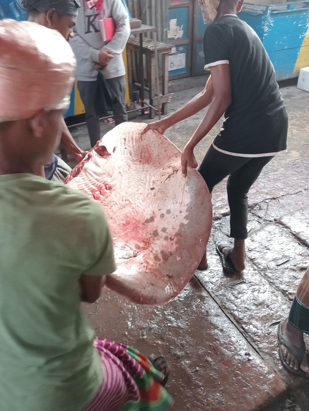 নোয়াখালীতে ৩ মণ ওজনের শাপলাপাতা মাছ জব্দ: মাটিচাপা দিয়ে বিনষ্ট