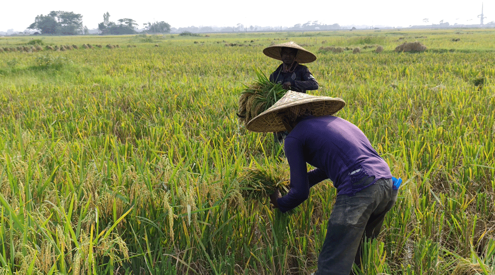 সুনামগঞ্জে আগাম বন্যার শঙ্কা: শ্রমিক সংকটে ধান কাটা নিয়ে বিপাকে কৃষকরা