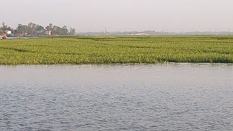 বানিয়াচংয়ে অতিবৃষ্টিতে ৫০০ একর বোরো ধান পানির নিচে, দিশেহারা কৃষক