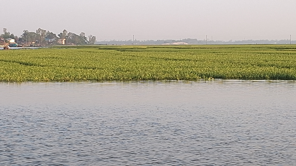 বানিয়াচংয়ে অতিবৃষ্টিতে ৫০০ একর বোরো ধান পানির নিচে, দিশেহারা কৃষক