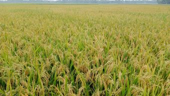 জ্বালানি সংকটে মৌলভীবাজারের কৃষি: বোরো সংগ্রহ ও আউশ আবাদ নিয়ে চরম অনিশ্চয়তা