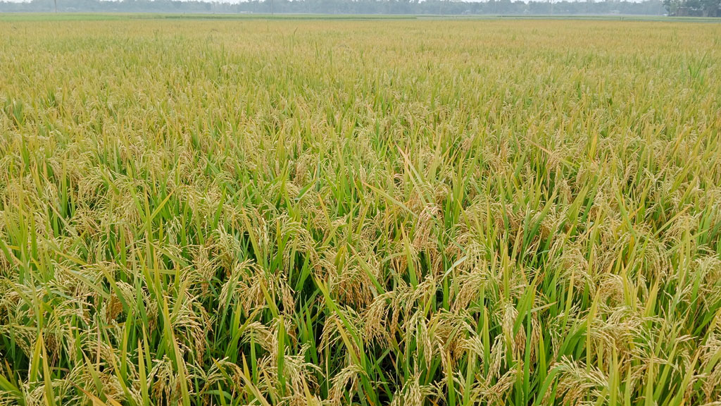 জ্বালানি সংকটে মৌলভীবাজারের কৃষি: বোরো সংগ্রহ ও আউশ আবাদ নিয়ে চরম অনিশ্চয়তা