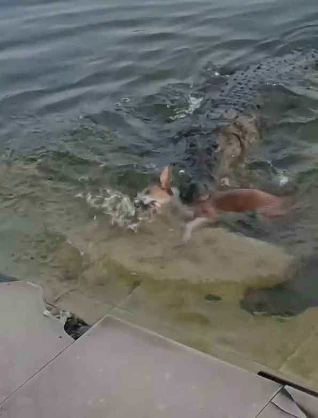 বাগেরহাটে কুমিরের হাতে মৃত কুকুরটি ছিল জলাতঙ্ক আক্রান্ত: তদন্ত প্রতিবেদন