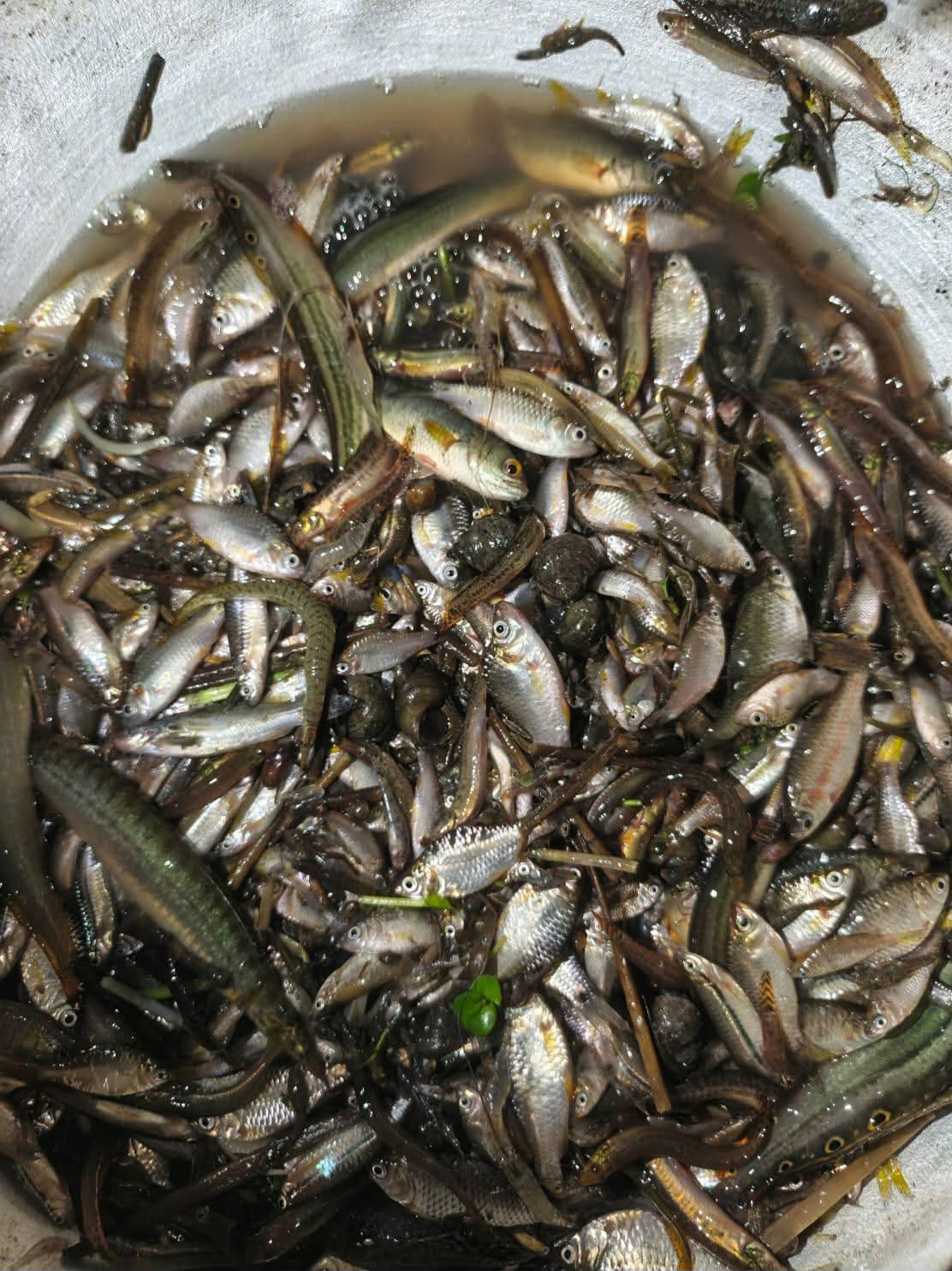 এক মাসের জন্য মাছ ধরা নিষিদ্ধ ঘোষণা করেছে সরকার